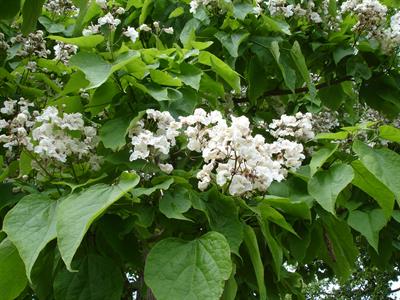 Catalpa speciosa